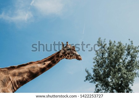 Big giraffe in zoo and blue sky behind