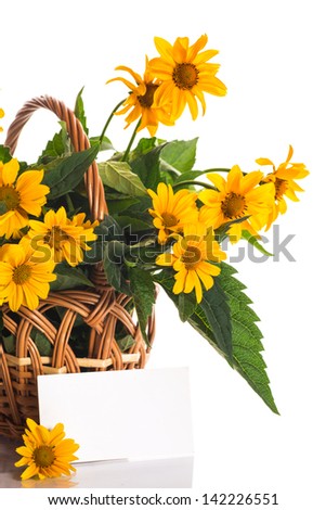 geliopsis beautiful yellow flowers isolated on white background