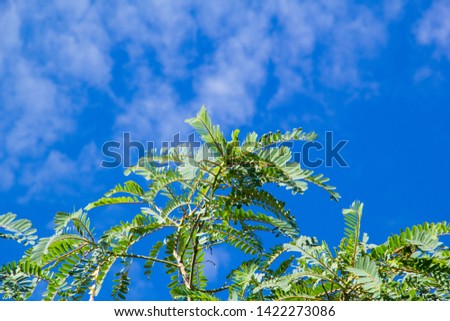Butterfly  leaves and blue sky,Green leaves and blue skies full of clouds, Vegetable humming bird and blue sky, Humming bird tree, 