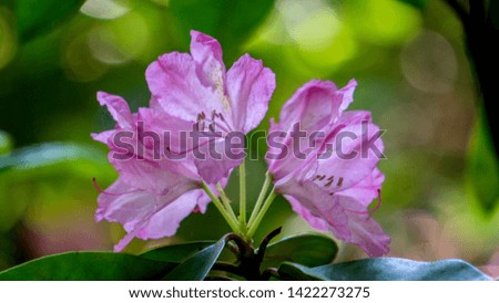 Rhododendron, beautiful flower in closeup, macro photo with magnificent bokeh