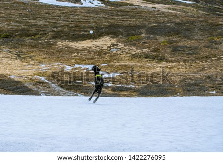 Dog jumping to catch snowball in the last snow of the mountains of Sweden. Black schnauzer. The snowball is right above the dog as the picture is taken.