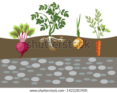 Planted vegetables. Ground cut with roots of plants. Cartoon vector illustration.