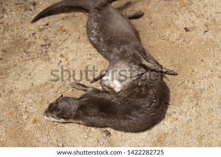 otter animal outdoor mammal at zoo nature wildlife concept
