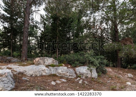 A small glade in the Hanita forest in northern Israel, in the rays of the setting sun
