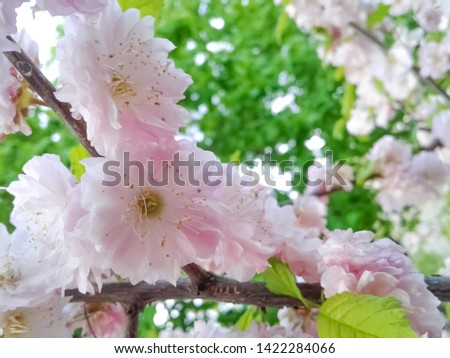 Photo of beautiful spring flowers.  space for text.  invitation card.  congratulation.