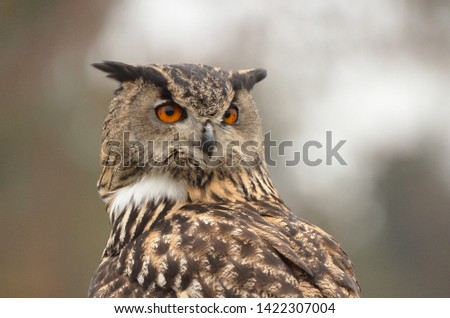 Eagle Owl in  Fife Scotland.