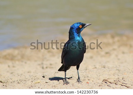 Starling, Glossy - Wild and Free Birds from Africa - Posing for the camera lens, this beauty signifies the beauty and color that is nature.  Photographed in Namibia.