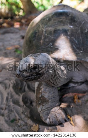 Seychelles, Curieuse - June 01, 2019: Old Wild Tortoises on the Green and Beautiful Island in the Indoan Ocean