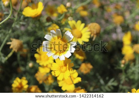 Spring background with beautiful yellow and white flower. Macro photo. Yellow daisy flower. 