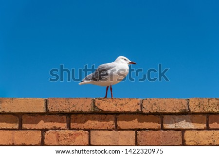 A seagull on a brick wall against a blue sky background