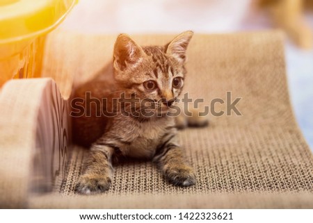 Cute little cat on the scratch board