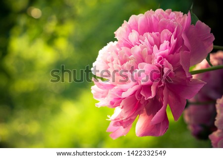 Wonderful pink flower Paeonia in the garden. Summer, great romantic flower.