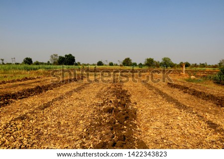 View of agriculture  farm in India