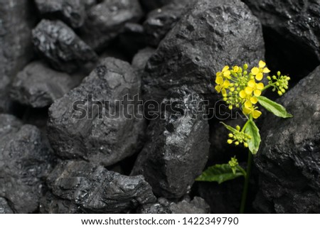 Pile of natural black hard coal for texture background with flower. Best grade of metallurgical anthracite coals often referred to as stone coal and black diamond coal Royalty-Free Stock Photo #1422349790