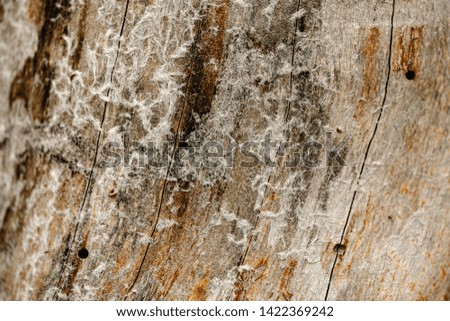 old wooden plank textured surface with splinters and cracks. aged background