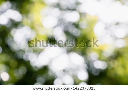 
Bokeh caused by sunlight passing through the leaves