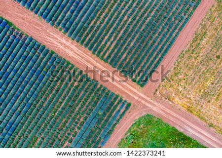 Aerial view of roads between lavender fields. Agriculture drone shot. Ecology agriculture, growing plants on big land.