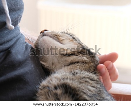 Below picture of an affectionate cat taking a nap in owner's lap