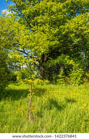 green foliage details with blur background. abstract texture
