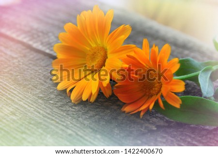 Flowers Calendula on a wood background with space for text. Top view, flat lay. Medicinal herb
