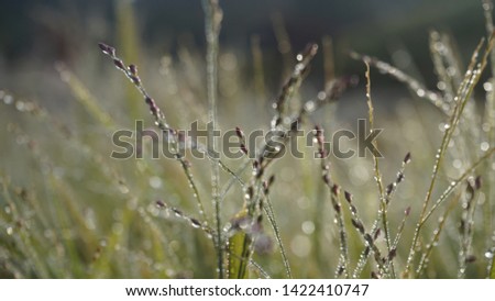 dew on the grass in the mountains photos
to :
background
illustration
cover
wallpaper
