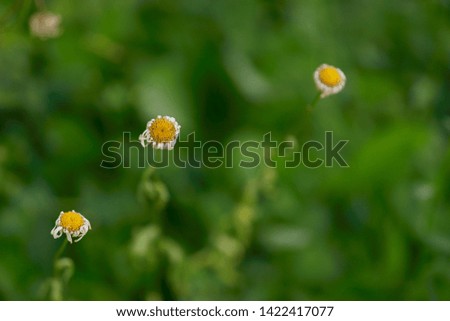 Three small yellow flowers arranged in a diagonal shape form a beautiful picture.
