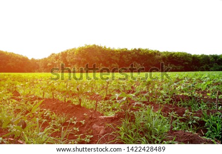 
Selective focus,Many cassava trees in a large growing plantation Large green leaves during the rainy season.