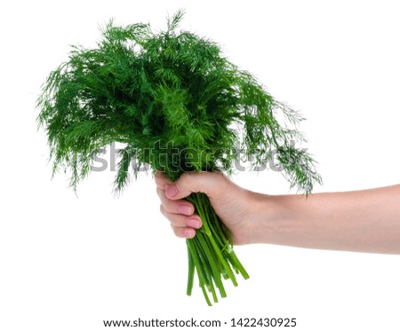 Dill in hand on a white background. Isolation