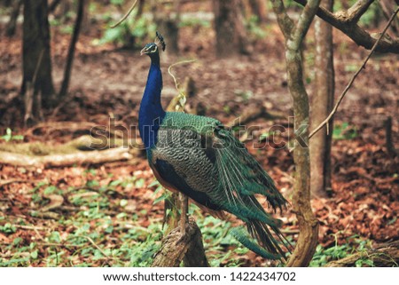 Picture of a Indian Peafowl