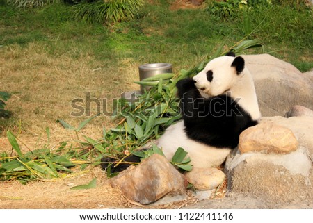 Side picture of cute panda eating food and sitting on the floor in Hong Kong aquarium.