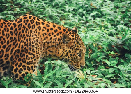 This is the picture of Leopard