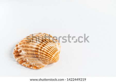 An orange striped shell isolated on a white uniform background