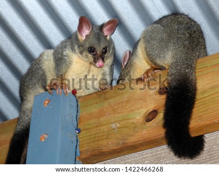 2 Brushtail possums on the roof