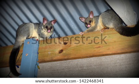 2 Brushtail possums looking down from the roof