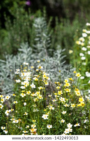 Little yellow flower in blurred green background at the garden. space for text -image 