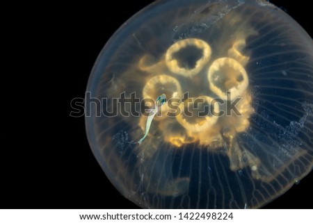 Common jellyfish, moon jellyfish, moon jelly or saucer jelly, Aurelia aurita, is a widely studied species of the genus Aurelia