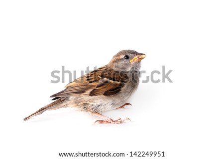 House Sparrow (passer domesticus) on a white background Royalty-Free Stock Photo #142249951