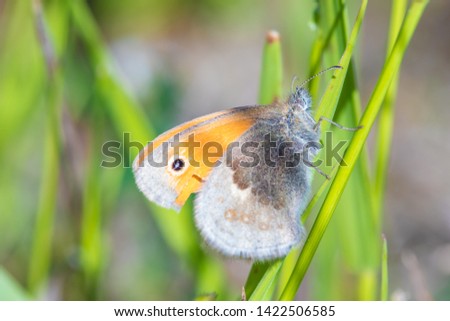 The macro shot of the beautiful orange butterfly on the little green grass branch in the warm sunny summer or spring weather