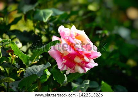 White pink roses bloom in a rose garden on a green leaf background - images