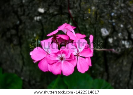 Pink flowers bloom in the outdoor garden on the tree background. - Image