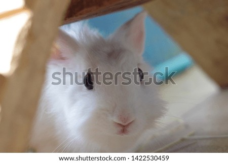 Cute white rabbit.The picture has blurred background.