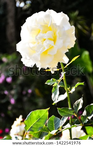 White roses bloom in the rose garden on the background of green leaves - images