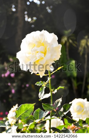White roses bloom in the rose garden on the background of green leaves - images