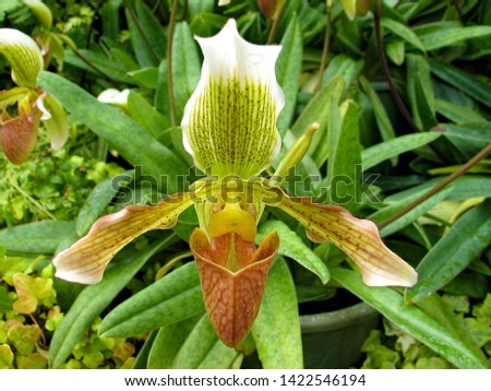 Giant green orchid (family: Orchidaceae).