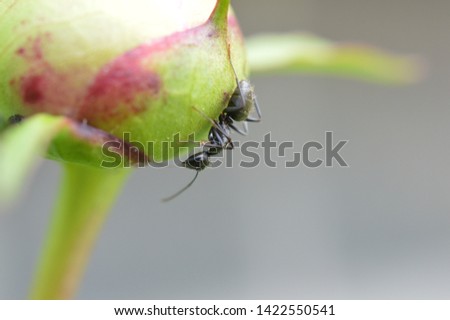 Ant on peony bud, close up
