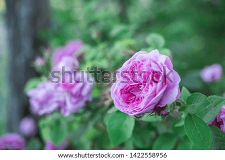 red roses with green blur background