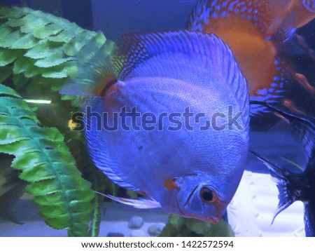 Blue discus fish in an aquarium