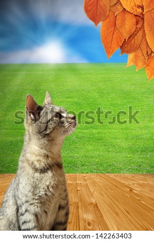 autumn is coming - concept with striped cat looking at faded leaves from a tree standing on the backyard on wooden floor while summer is still here