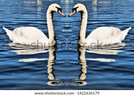 A picture of a Mute Swan with reflection