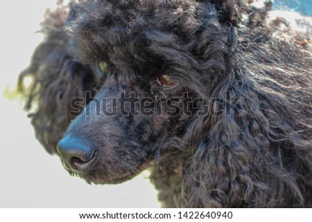 Dwarf Poodle Summer Portrait Isolated